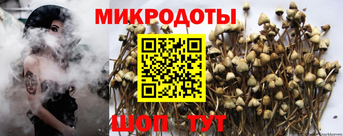 Псилоцибиновые грибы Magic Shrooms  Вход с VPN  дарнет шоп  Новозыбков  Псилоцибиновые грибы Psilocybine cubensis 